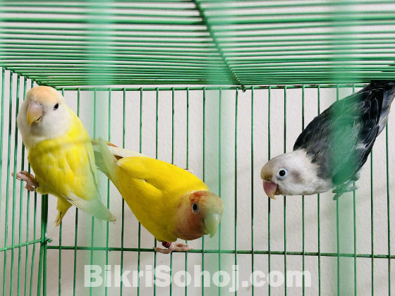 Lovebirds